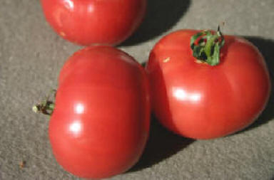 lifesize saladette tomatoes