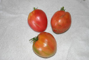 tomato