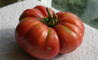 Aussie tomato