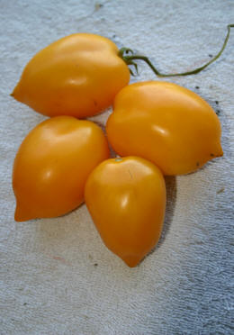 lemon yellow tomato