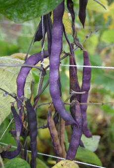 purple podded